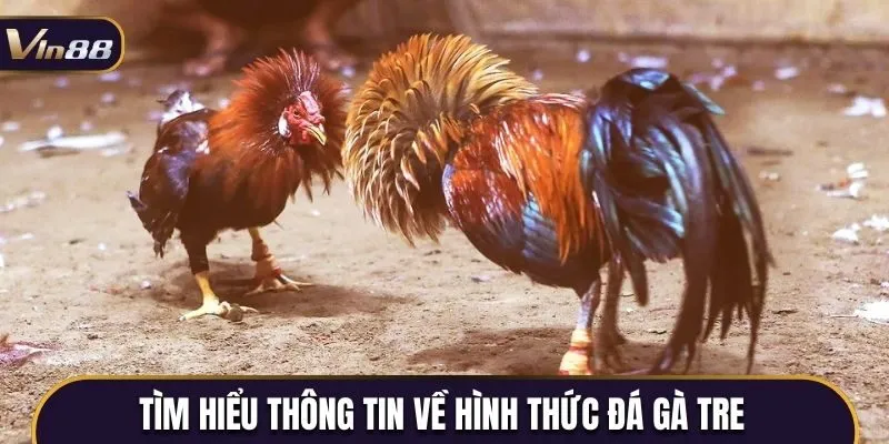 Tìm hiểu thông tin về hình thức đá gà tre